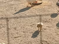 Chickens — 4-rasm