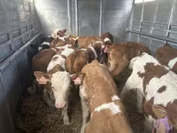 公牛, Simmental cattle — 照片 2