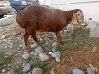 भेड़, Arashan sheep — फ़ोटो 1