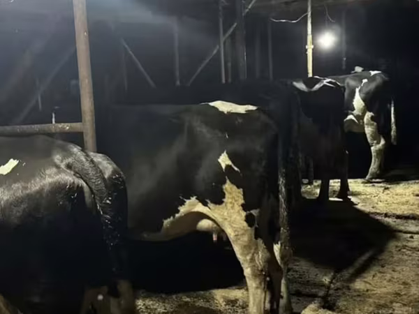 Сиыр, Swiss cattle