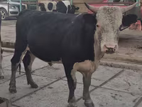 Bulle, Simmental cattle — Foto 2