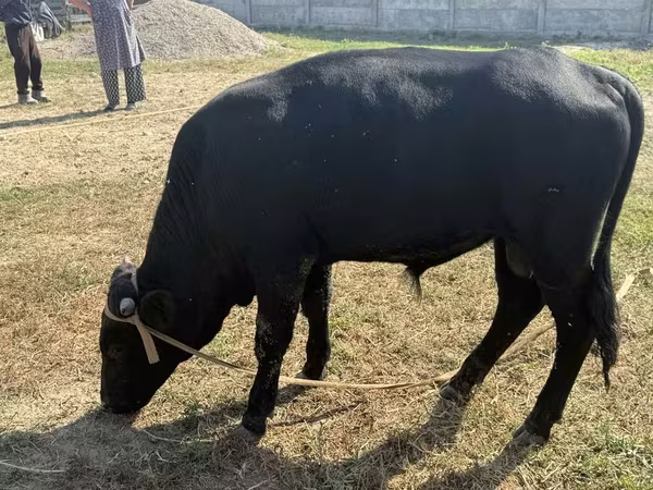 Bulle, Aberdeen-Angus