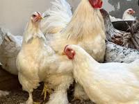 Brahma — foto 1