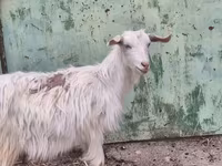 Cabra, Cabras — foto 5