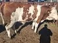 सांड, Simmental cattle — फ़ोटो 7
