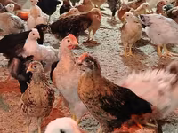 Chickens — Foto 5