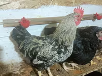 Brahma — Foto 5