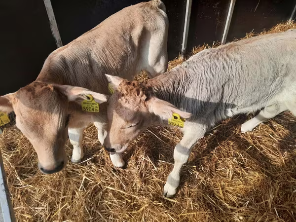 Bulle, Simmental cattle