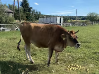 Sigir, Jersey zotasi — 1-rasm