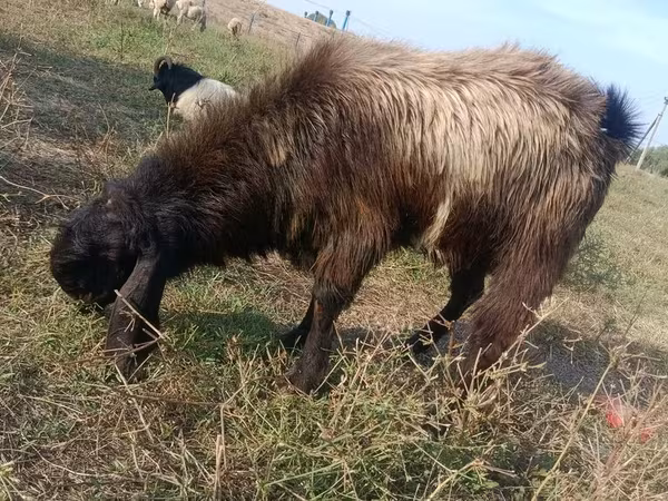 Козы (партия, пол не указан), Козлы