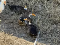 Ducks — 2-сурет