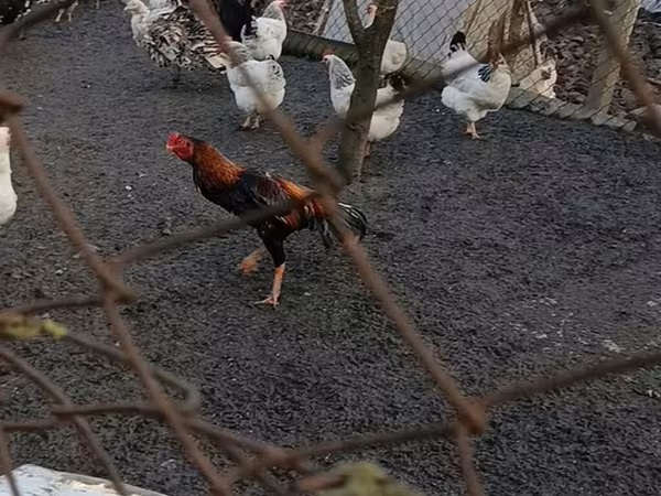 Chickens