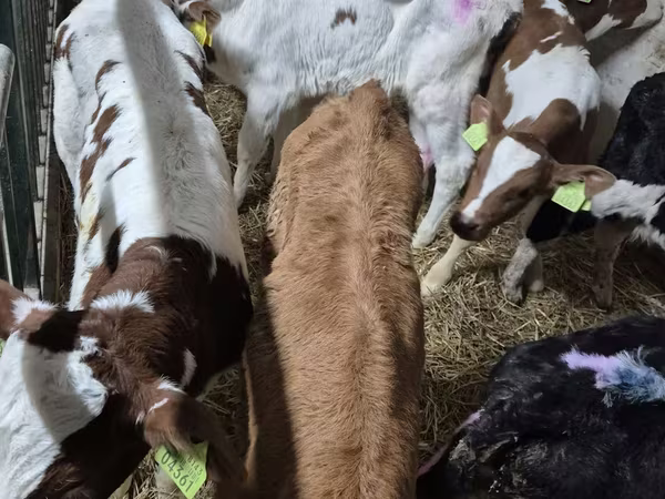 ثور, Simmental cattle
