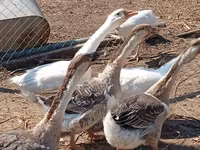 Geese — الصورة 3