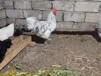 Australorp — Foto 2