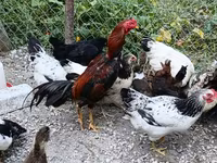 Chickens — الصورة 2