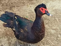 Ducks — फ़ोटो 1