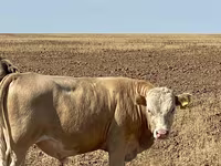 Bulle, Swiss cattle — Foto 7