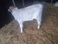 Bulle, Limousin-Kuh — Foto 1