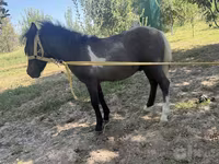 فرس, Australian Pony — الصورة 3
