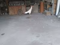 Chickens — Foto 2