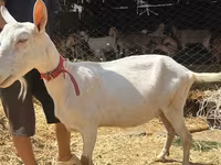 母山羊, Saanen goat — 照片 5