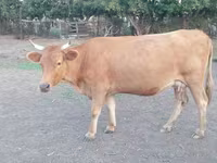 Kuh, Latvian Blue cattle — Foto 2