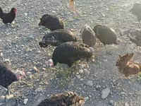 Turkeys — 3-сурет