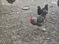 Chickens — फ़ोटो 1
