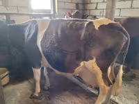 بقرة, Swiss cattle — الصورة 7
