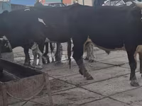 Bulle, Simmental cattle — Foto 5