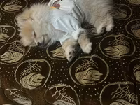 Cins: Pomeranian (Boo tipli) Rəng: Krem/açıq şaftalı Ölçü: Kiçik — фото 2