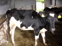 Bulle, Simmental cattle — Foto 4