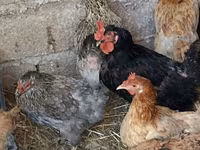 Chickens — फ़ोटो 4