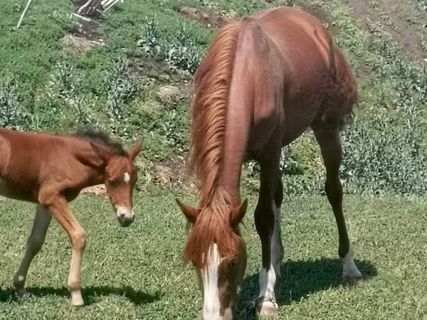 Toychoq, Kazakh horse