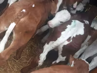 Bulle, Simmental cattle — Foto 3