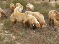 Schaf, Schafe — Foto 6