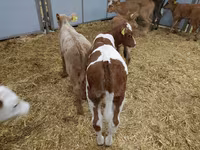 İnək, Simmental cattle — foto 3