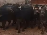 मवेशी (लॉट, लिंग निर्दिष्ट नहीं), अफ्रीकी भैंस — फ़ोटो 2