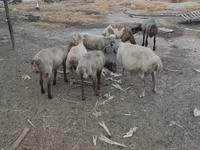 Ram, Sheep — photo 4