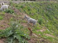 बकरी, Alpine goat — फ़ोटो 3