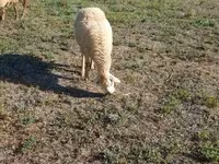 Қой, Karabakh sheep — 7-сурет