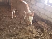 Buğa, Simmental cattle — foto 2