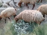 Oveja, Ovejas — foto 4