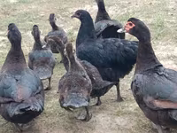 Ducks — photo 1