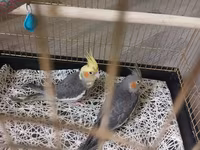 Nimfa (Cockatiel) cütü və qəfəs - Növ: Nimfa (cockatiel) — 1-сурет