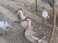 Geese — Foto 3