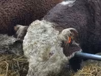 Bulle, Russian Black pied cattle — Foto 8