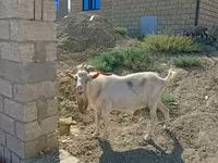 Billy Goat, Saanen goat — photo 4