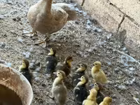 Domestic Muscovy — 2-rasm